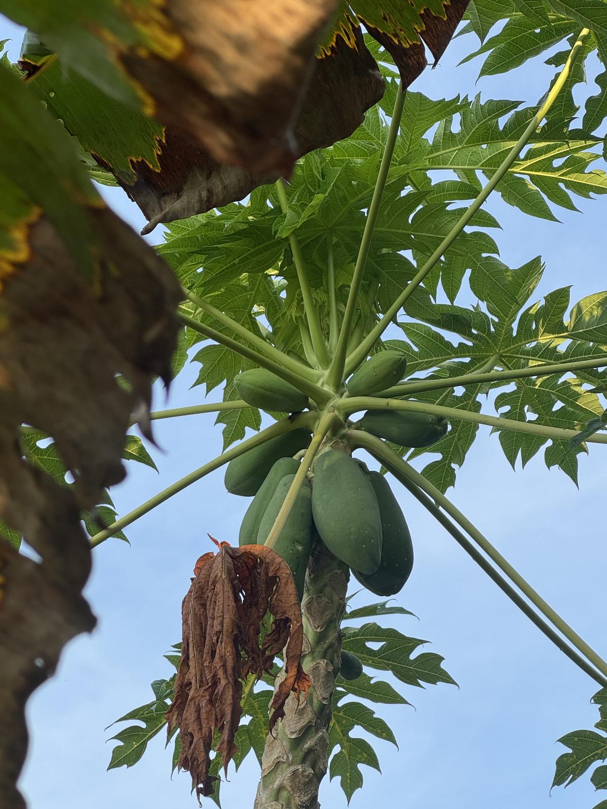 Papaya tree from below — green fruits and dramatic leaves against the sky